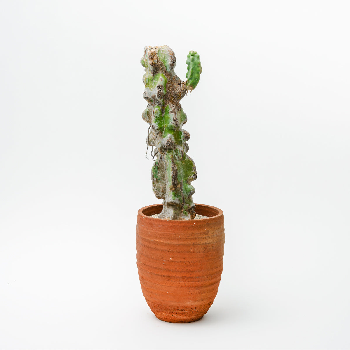 叢 “ロホセレウス 福禄寿 / Lophocereus schottii” – void+stock